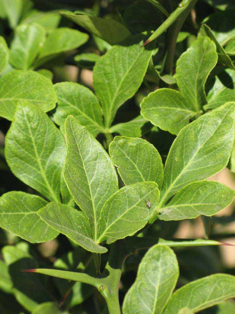              Sun leaves (Swingle, Riverside, CA)   